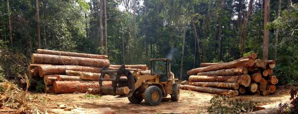 Best Commercial Tree Services  in Fairfield, IL